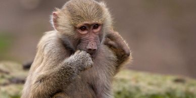 Wildlife Photography at Melbourne Zoo Alwyns Photo School Melbourne