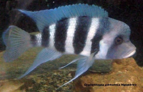 Cyphotilapia gibberosa Mpimbwe