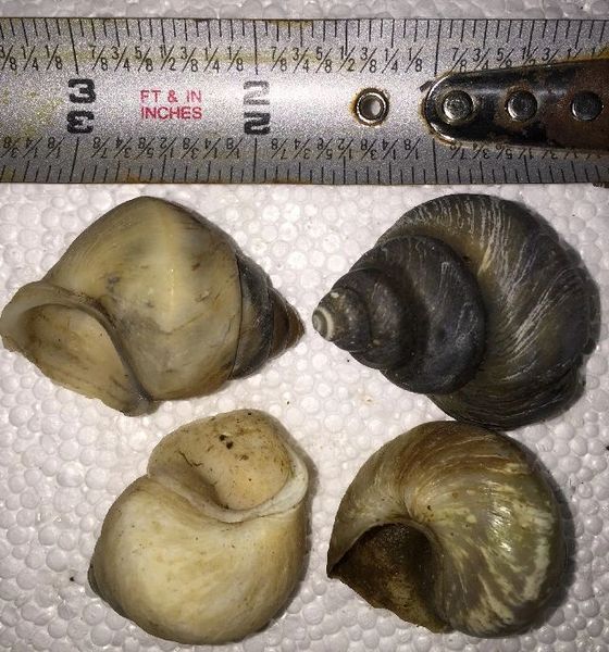 Neothauma Shell group of 6