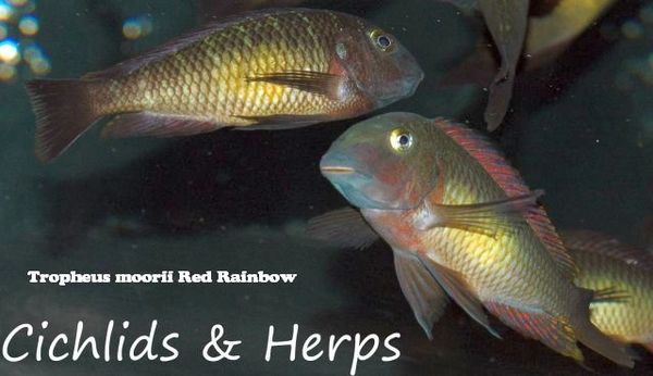 Tropheus moorii Red Rainbow - juvenile Grp 12