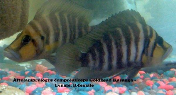 Altolamprologus compressiceps Goldhead juvenile