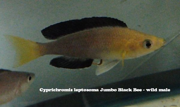 Cyprichromis leptosoma Jumbo Mpimbwe Yellowhead - juvenile