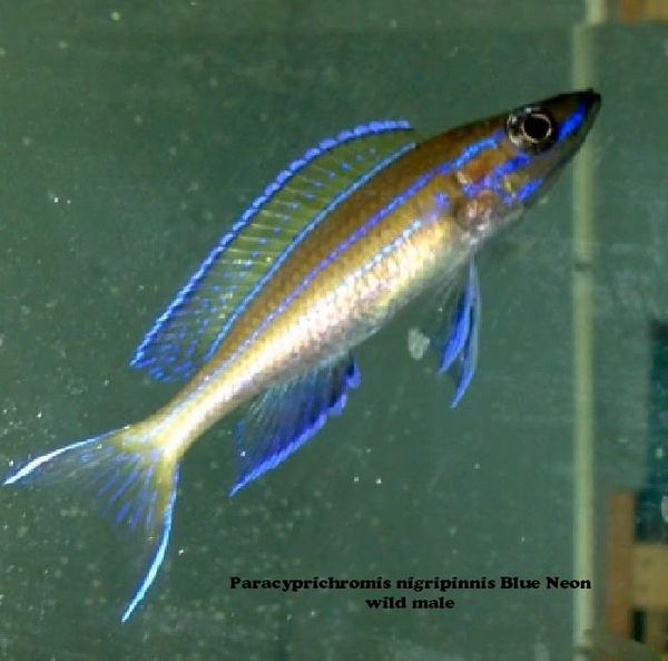 Paracyprichromis nigripinnis Blue Neon WILD