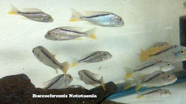 Buccochromis nototaenia 2+"
