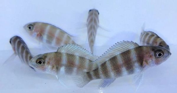 Frontosa Kigoma 7 Stripe