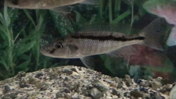 Champsochromis spilorhynchus