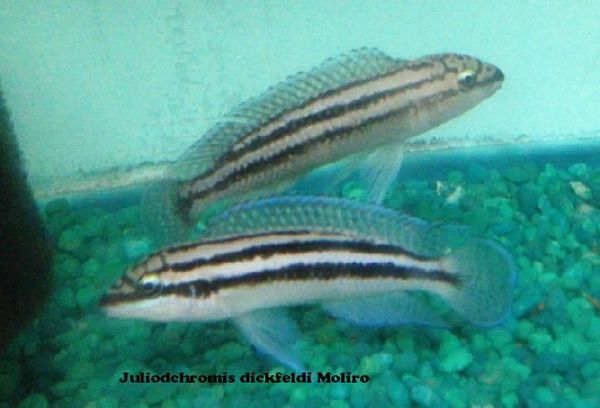 Julidochromis Dickfeldi juvenile