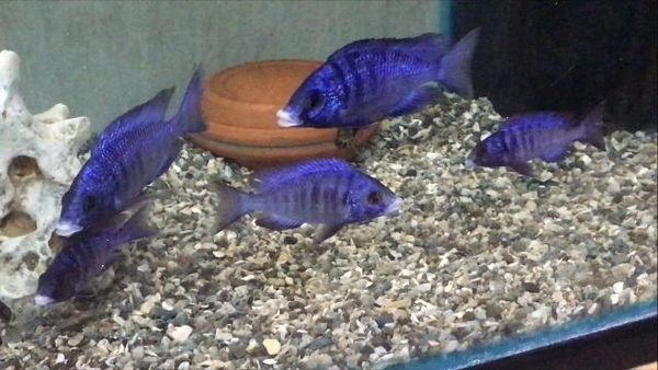 Placidochromis phenochilus Mdoka White Lips - juveniles