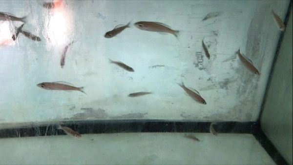 Cyprichromis Speckleback Moba
