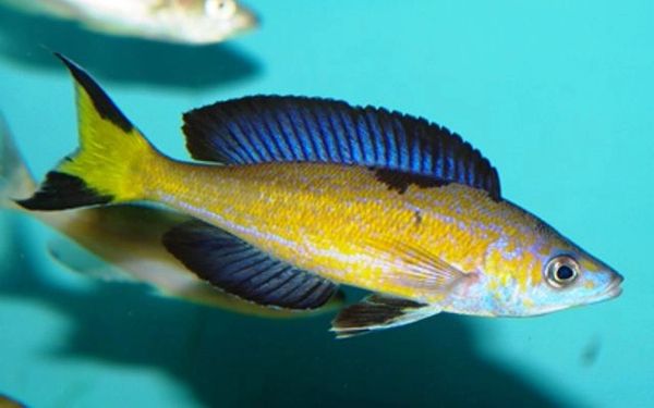 Cyprichromis microlepidotus Kasai Wild Grp 12