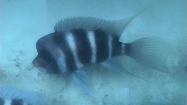 Cyphotilapia gibberosa Kipili juveniles F-1