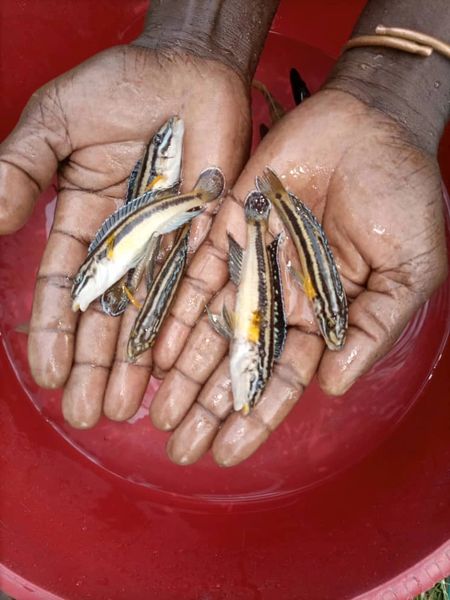 Julidochromis marksmithi Kipili - group of 6