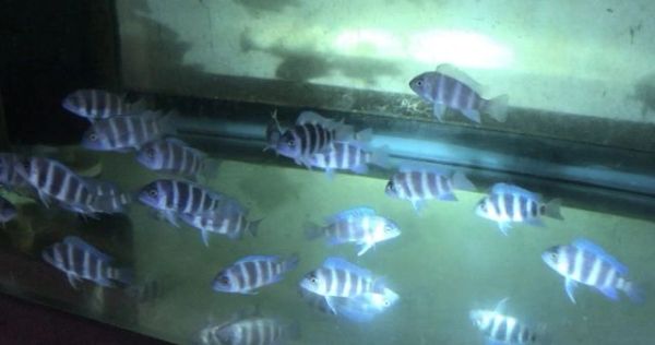 Cyphotilapia gibberosa MOBA F-1 1.25+"