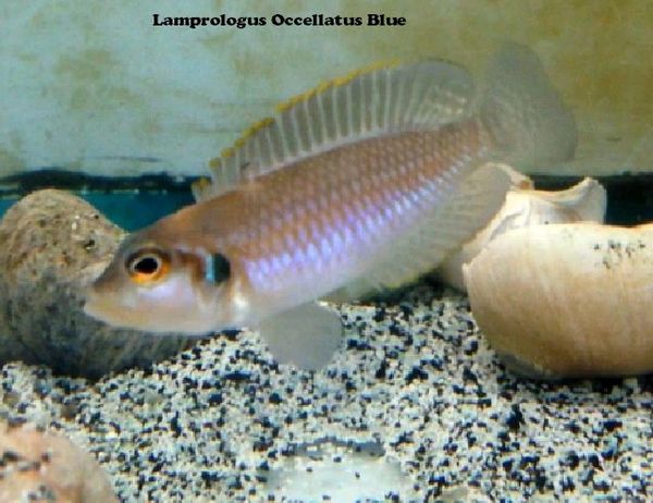 Lamprologus Ocellatus Blue Isanga - juvenile