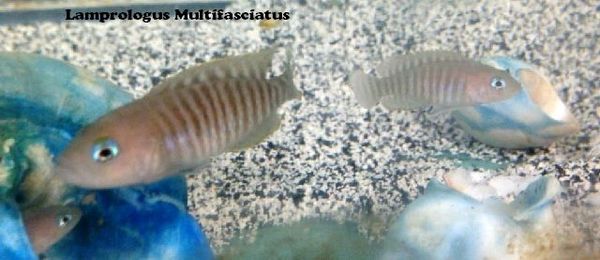 Neolamp Multifasciatus - juvenile