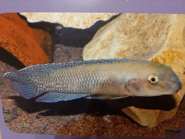 Chalinochromis cyanophelps