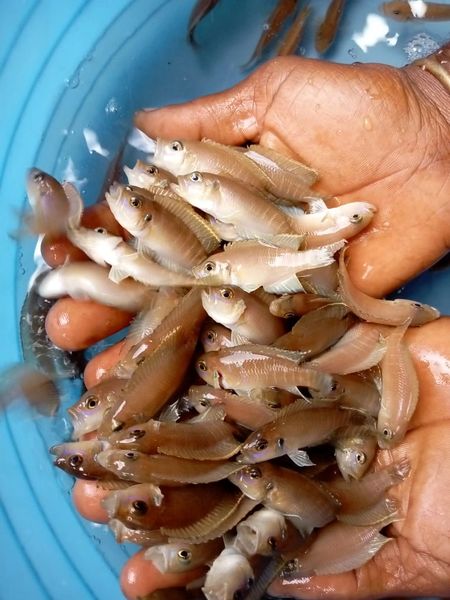 Neolamprologus brevis Kitumba F-1 Juveniles