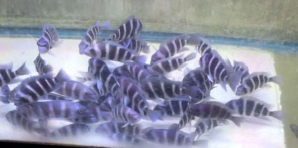 Products | Cichlids and Herps Store African Cichlids