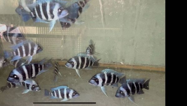 Products | Cichlids and Herps Store African Cichlids