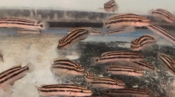 Julidochromis ornatus Mbita Island WILD