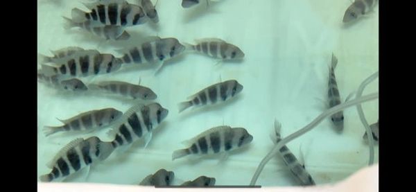 Cyphotilapia gibberosa Ikola F-1
