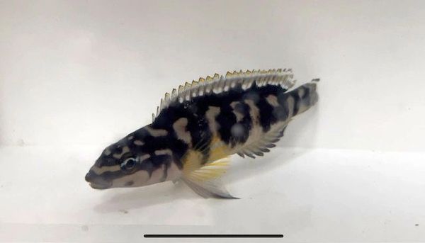 Julidochromis transcriptus Bemba F-1 juvenile