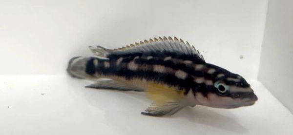 Julidochromis transcriptus Kapampa F-1 Juvenile