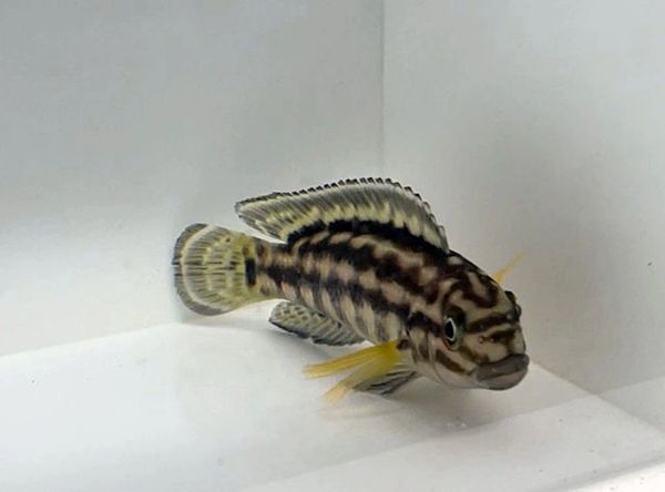Julidochromis marleri Bemba F-1 juvenile
