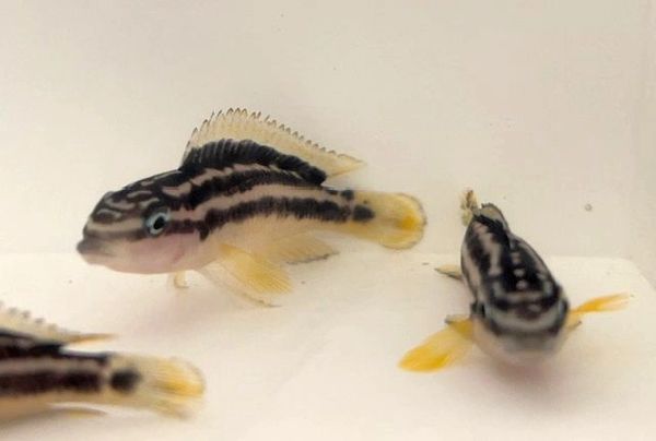 Julidochromis ornatus Uvira F-1 juvenile