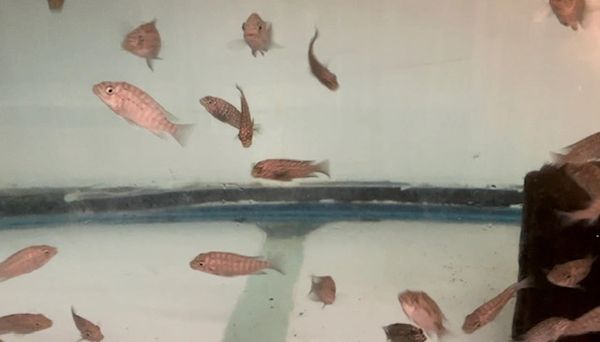 Petrochromis sp Red Luagala F-1
