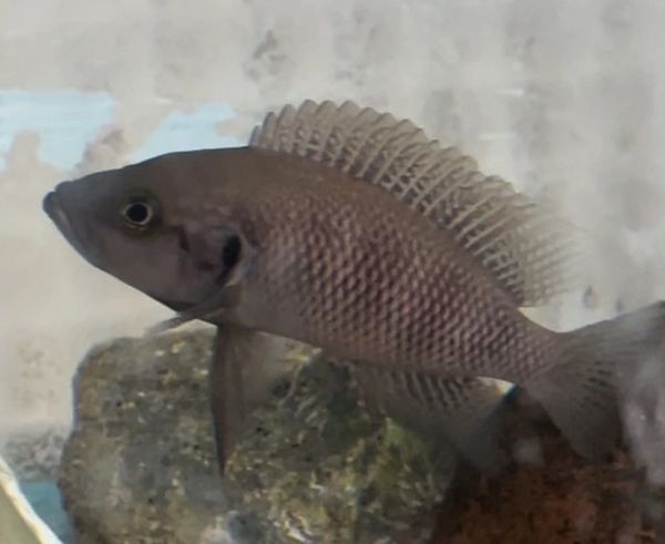 Neolamprologus savoryi