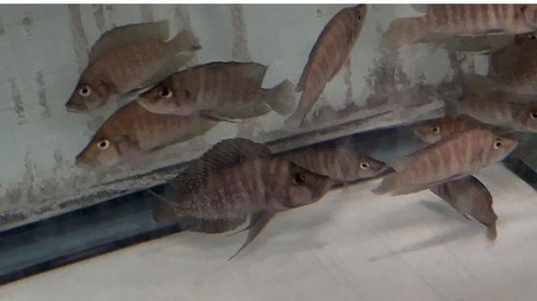 Altolamprologus compressiceps Kigoma Black Wild