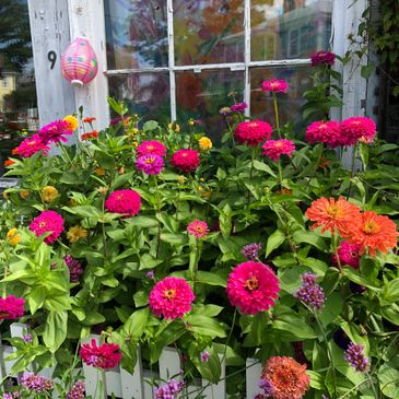 zinnia garden