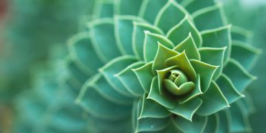Close-up of a green succulent plant.
