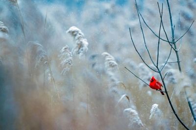 A red cardinal perched on a snow-covered branch.
