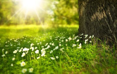 Sunlight shines on white flowers near a tree trunk.