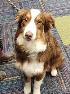 Therapy dog at work.