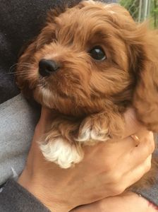 WoodHaven Pups MN - Cavapoo and Cockapoo - Elk River, Minnesota