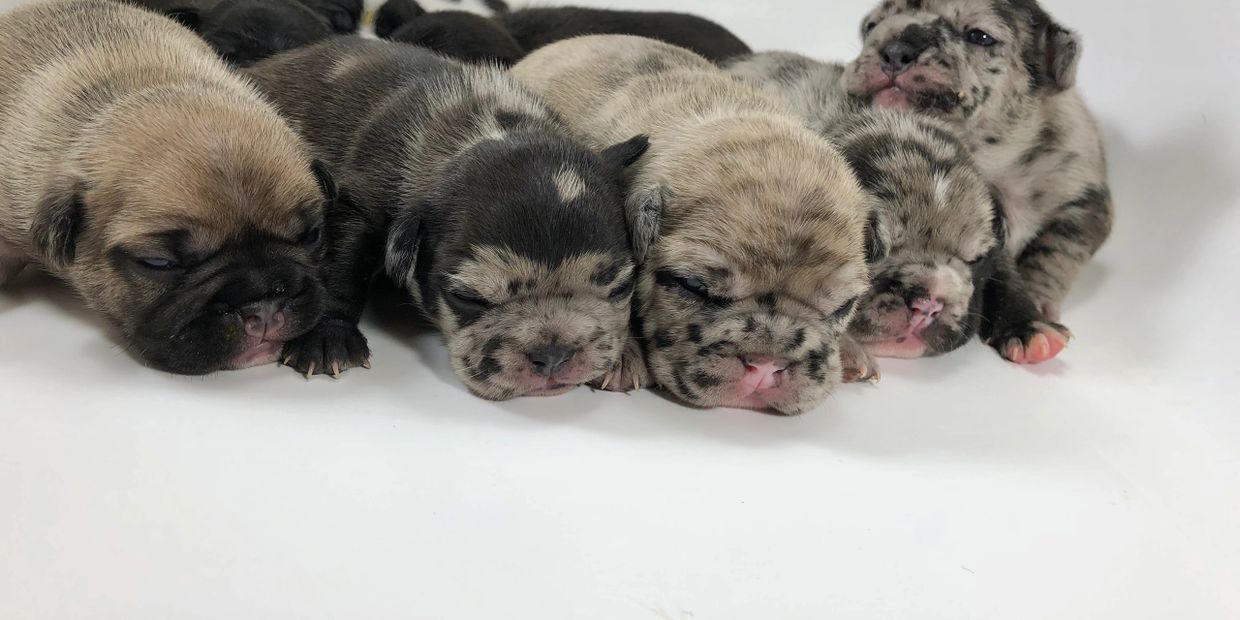 Worming french cheap bulldog puppies