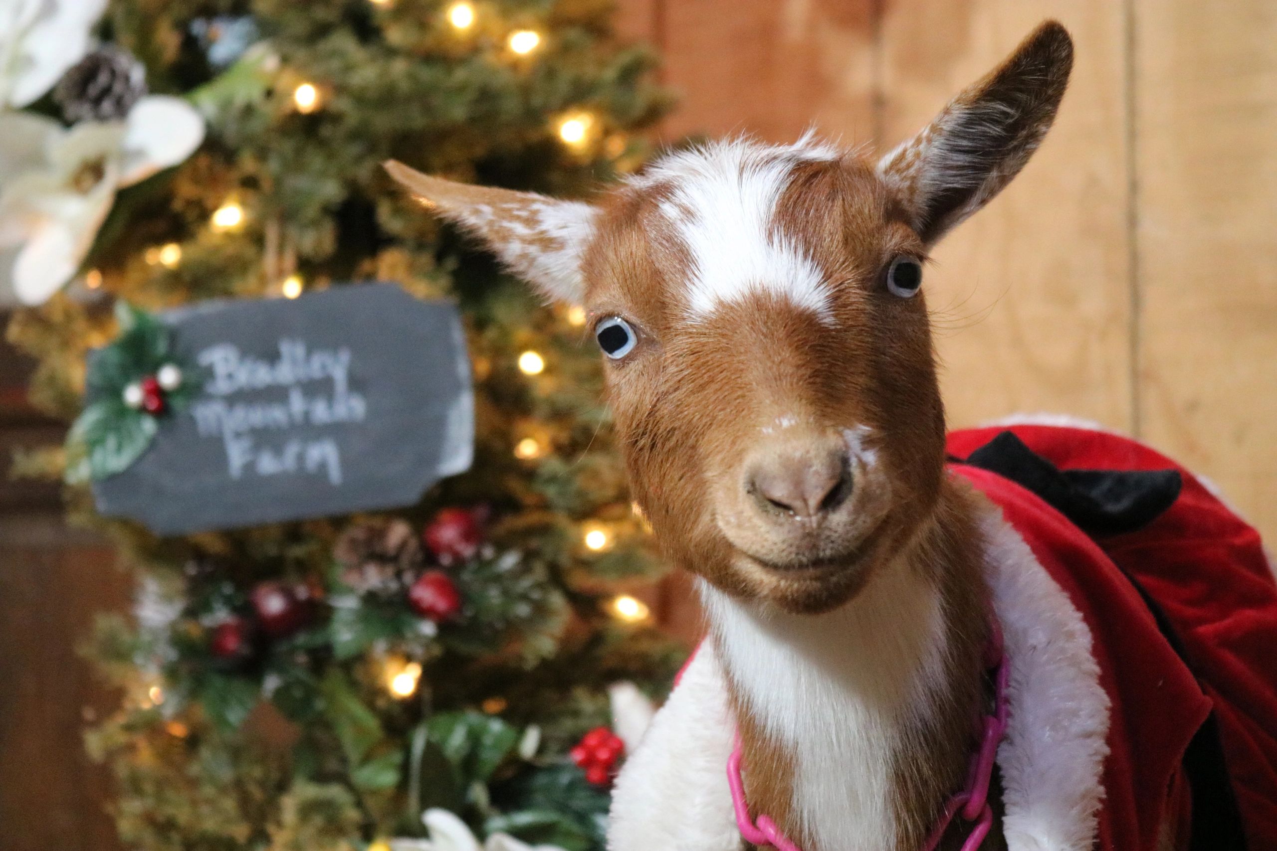 Bradley Mountain Farm Home