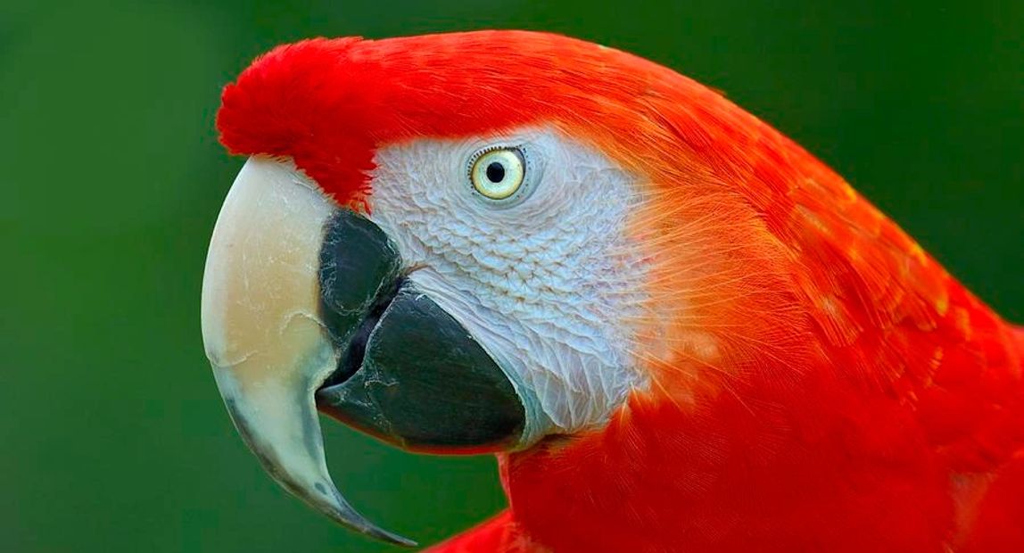 Scarlet Macaw