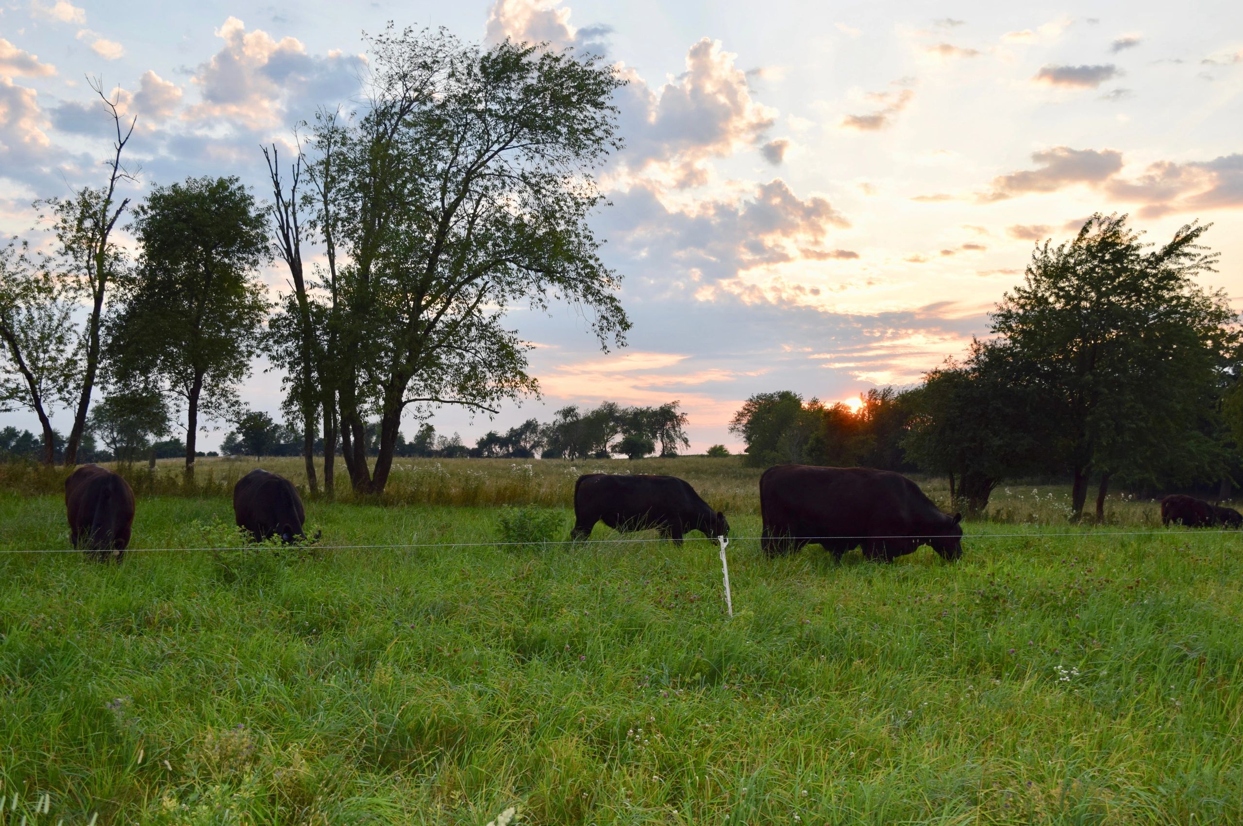 Organic Grass Fed Beef - Booth Family Farm LLC