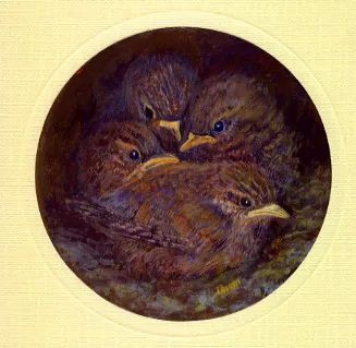 baby_wrens_in_the_nest-2546097.webp