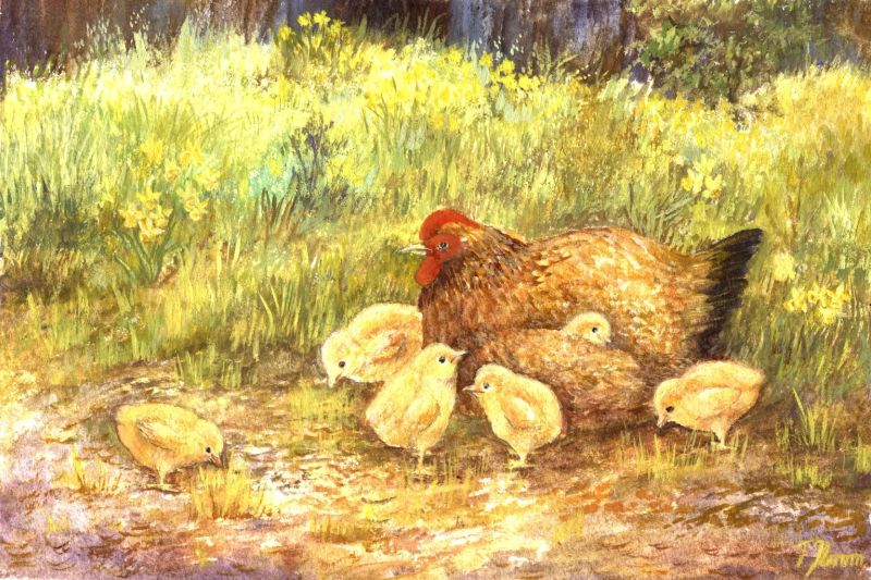 chicken_and_chicks-41b19db.webp