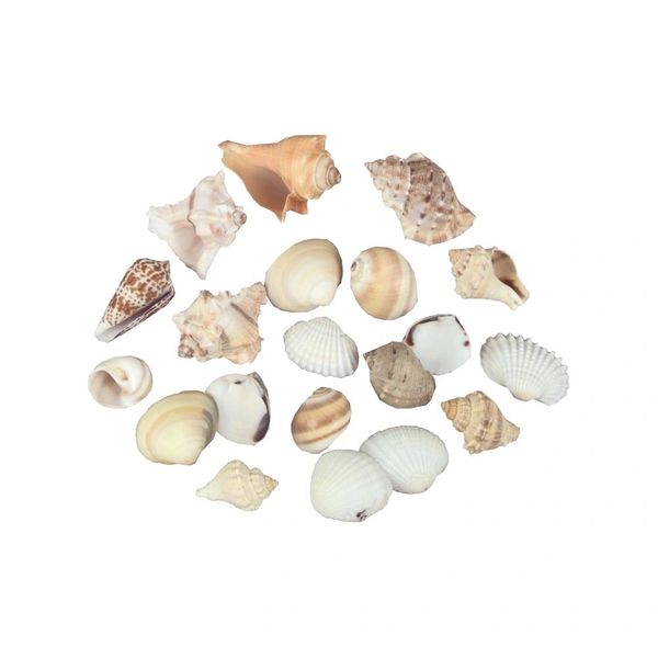 Sea Shells