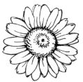 Stampendous-Shasta Daisy Stamp