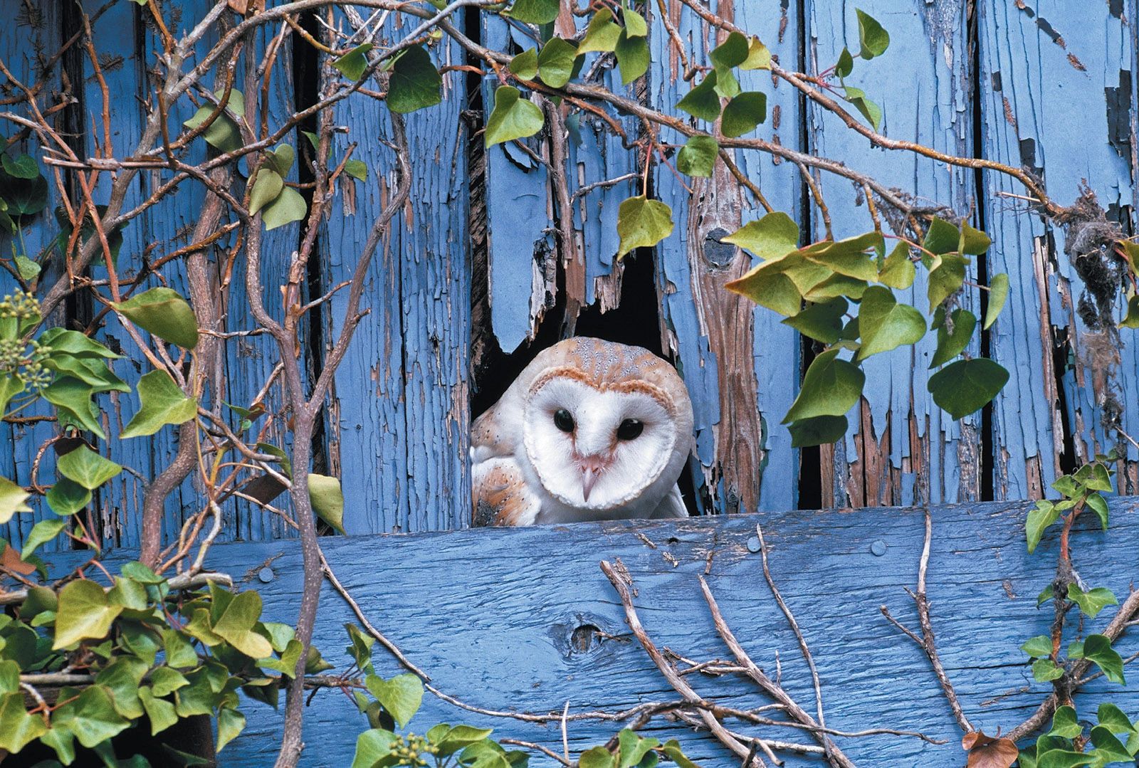 barn owl