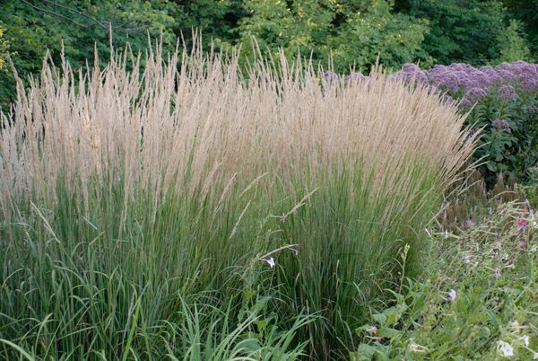 G, calamagrostis Karl Forester | One Seed One Plant