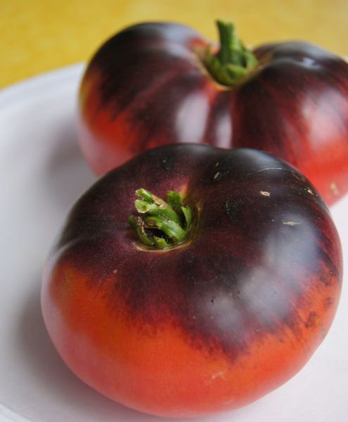 Tomato Plant, Indigo Blue Beauty