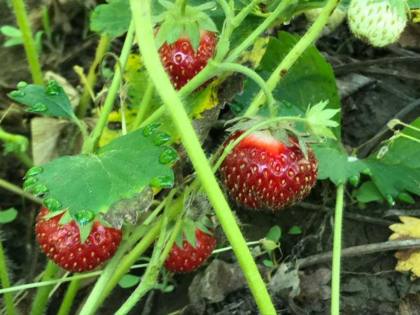 strawberries-1-quart-one-seed-one-plant